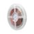 Modee LED Ταινία DC24V 19.2W/m 240LED/m IP20 4000K 5m B5